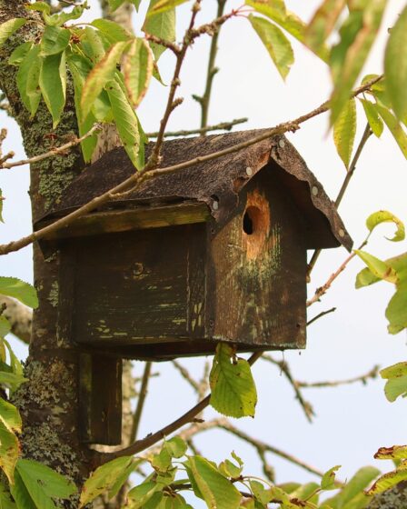 Vogelhäuschen im Garten